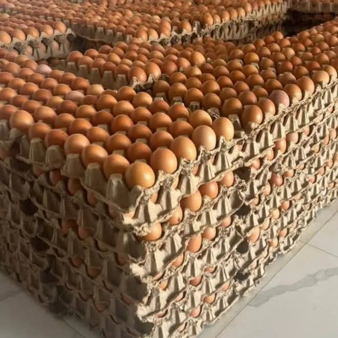 Eggs