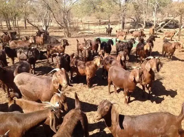 Goats