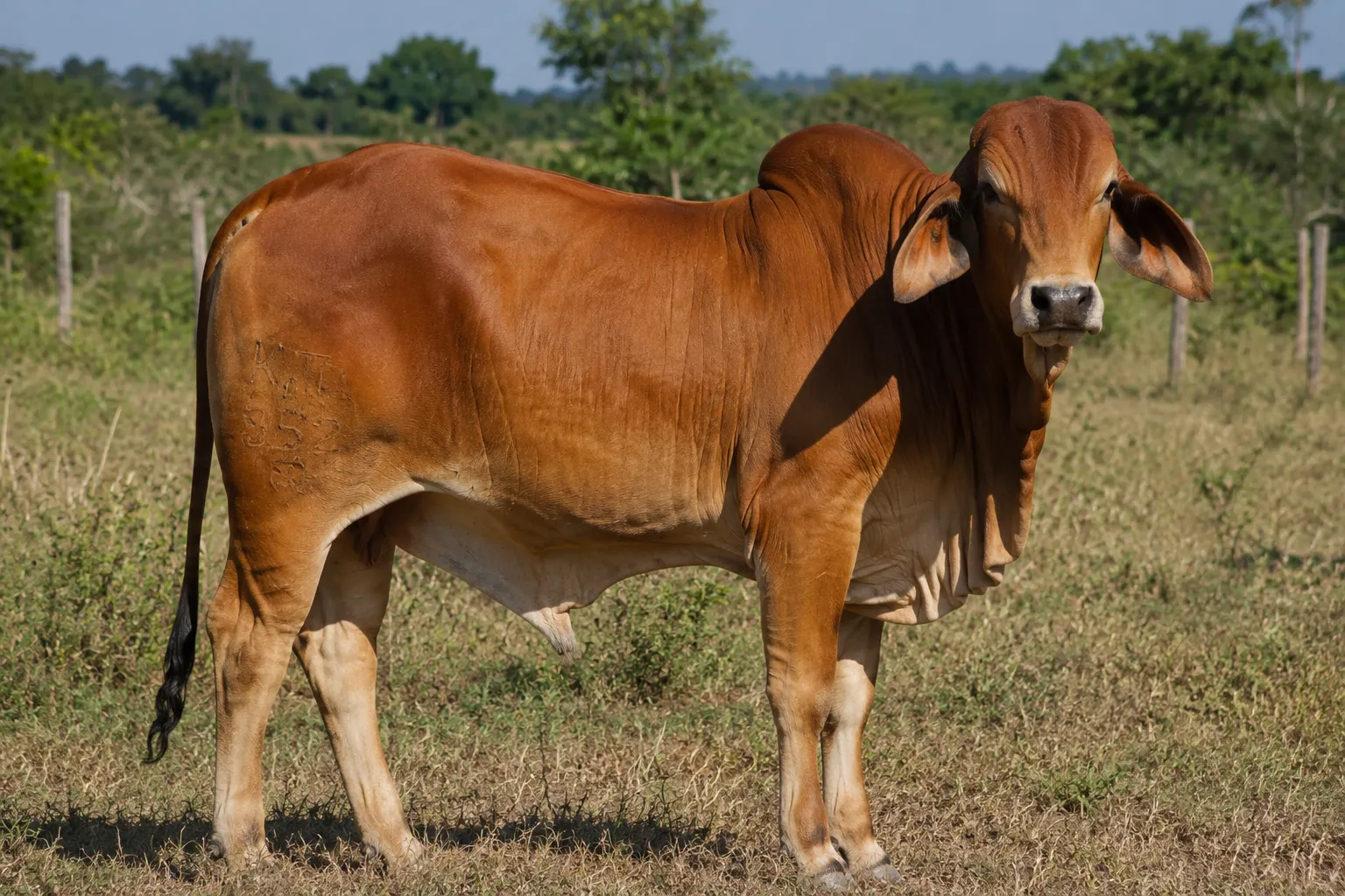 Premium Beef (Sahiwal & Zebu)